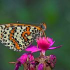 Der Rote Scheckenfalter (Melitaea didyma) - La Mélitée orangée.