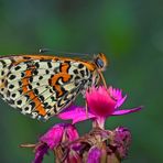 Der Rote Scheckenfalter (Melitaea didyma) - La Mélitée orangée.