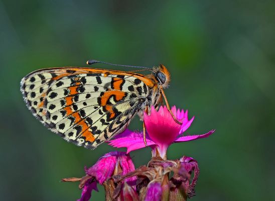 Der Rote Scheckenfalter (Melitaea didyma) - La Mélitée orangée.