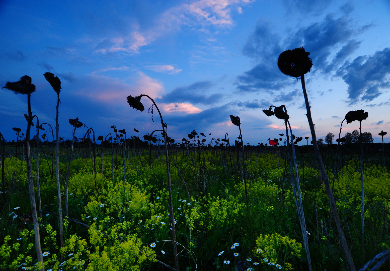 Der rote Schirm gerät in ein Feld mit Sonnenblumenskeletten und verliert sich darin