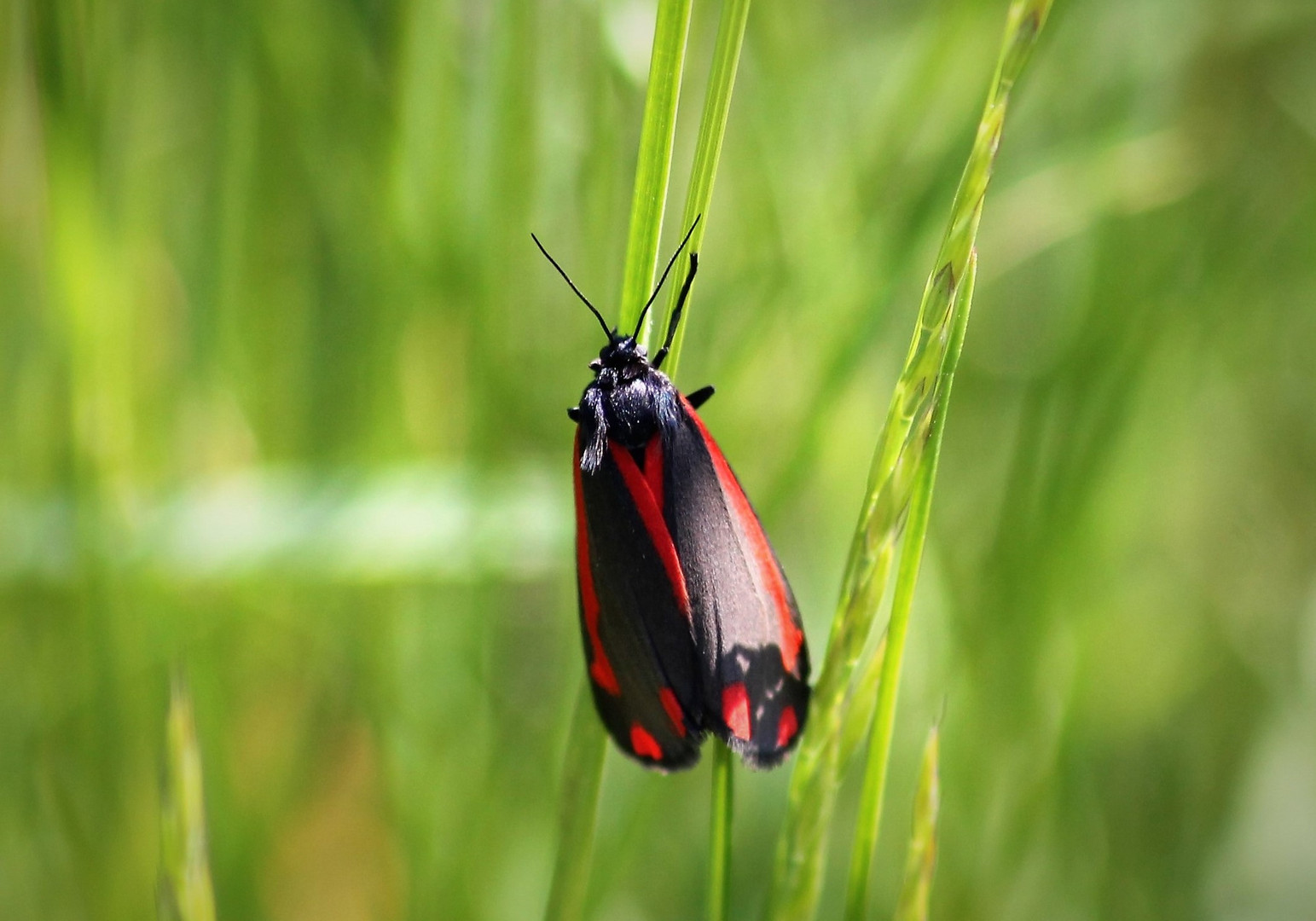 Der rote Schmetterling ...