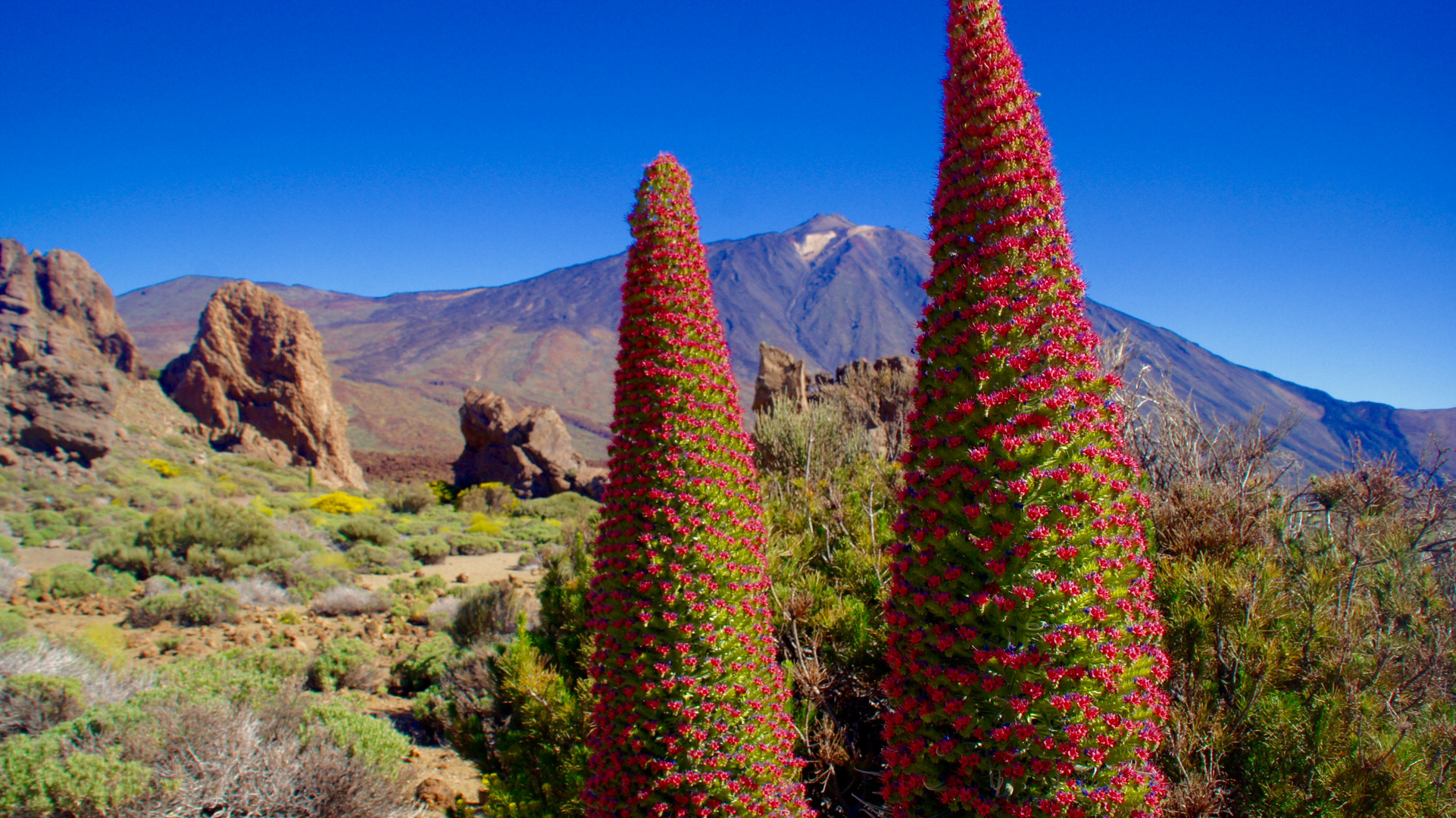 der rote Teide Natternkopf verzaubert die karge Gebirgslandschaft