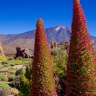 der rote Teide Natternkopf verzaubert die karge Gebirgslandschaft