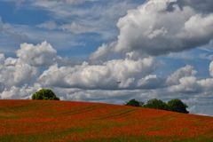 der rote Teppich