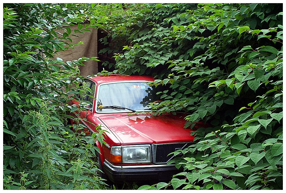 Der rote Volvo und die Natur