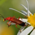 Der Rote Weichkäfer auf der Margerite....24)