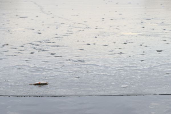 Der Rotfeder eisiger Tod