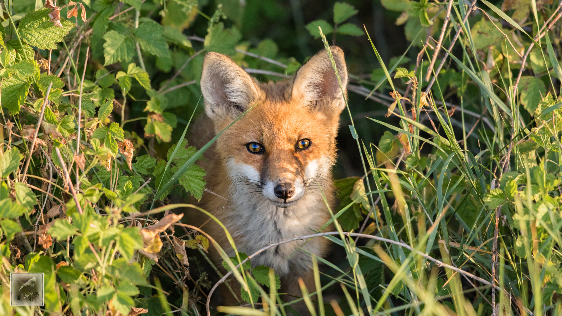 Der Rotfuchs (Vulper vulpes)