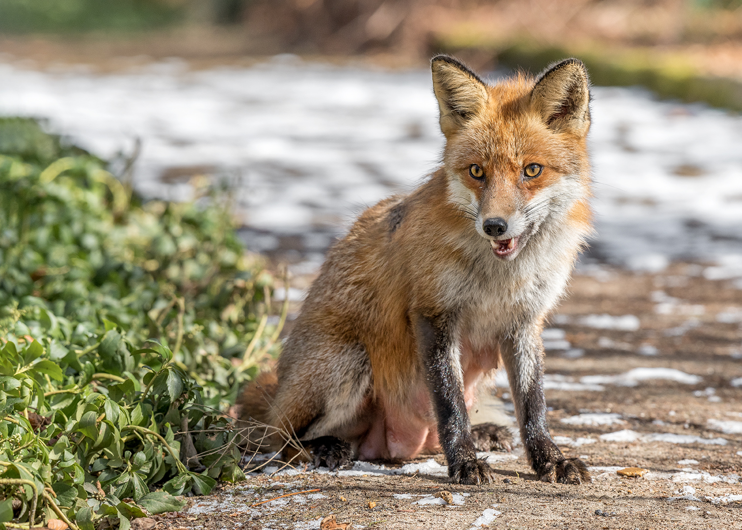 Der Rotfuchs (Vulpes vulpes)