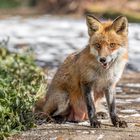 Der Rotfuchs (Vulpes vulpes)