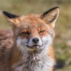 Der Rotfuchs (Vulpes vulpes)