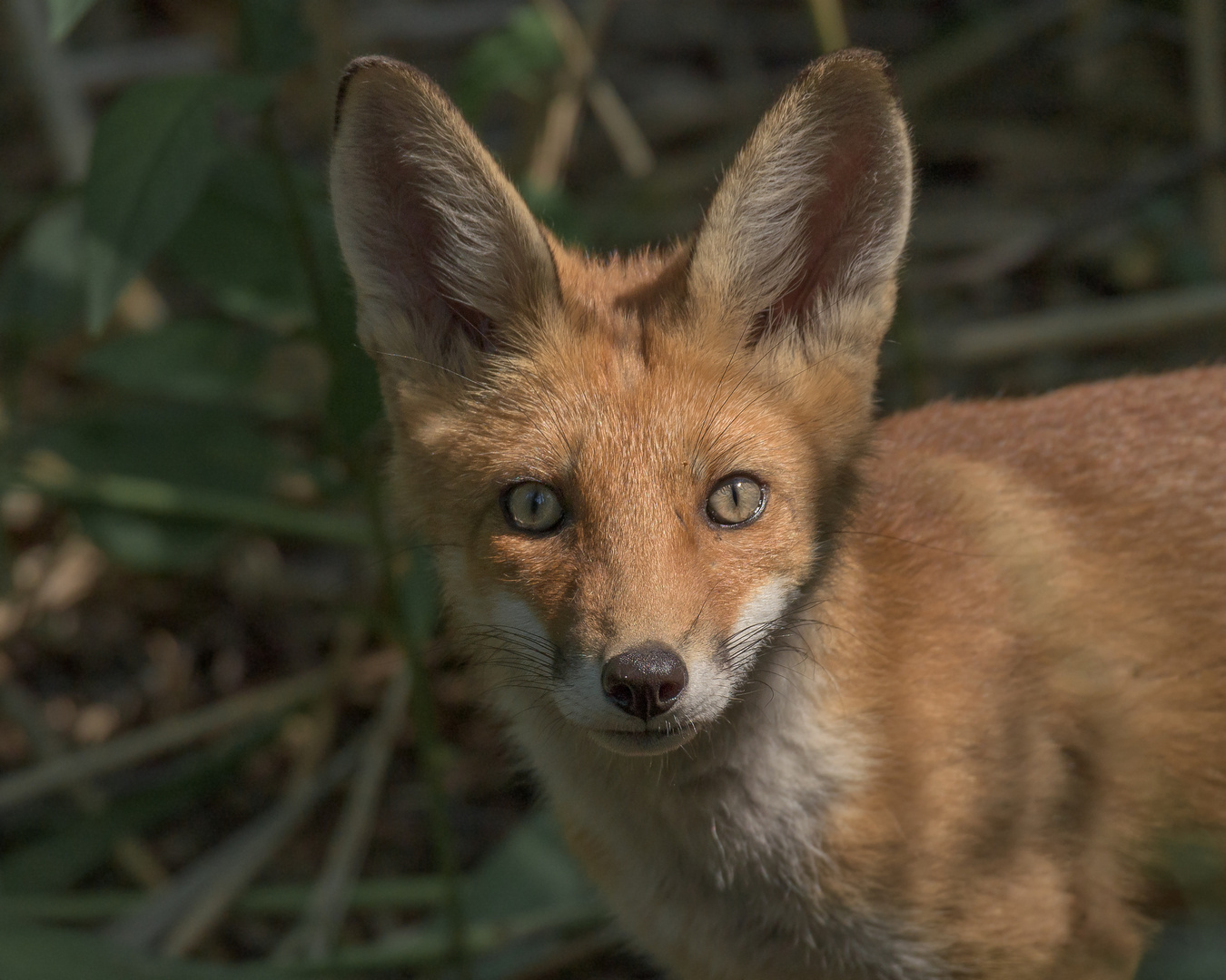 Der Rotfuchs (Vulpes vulpes)