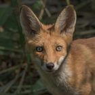 Der Rotfuchs (Vulpes vulpes)