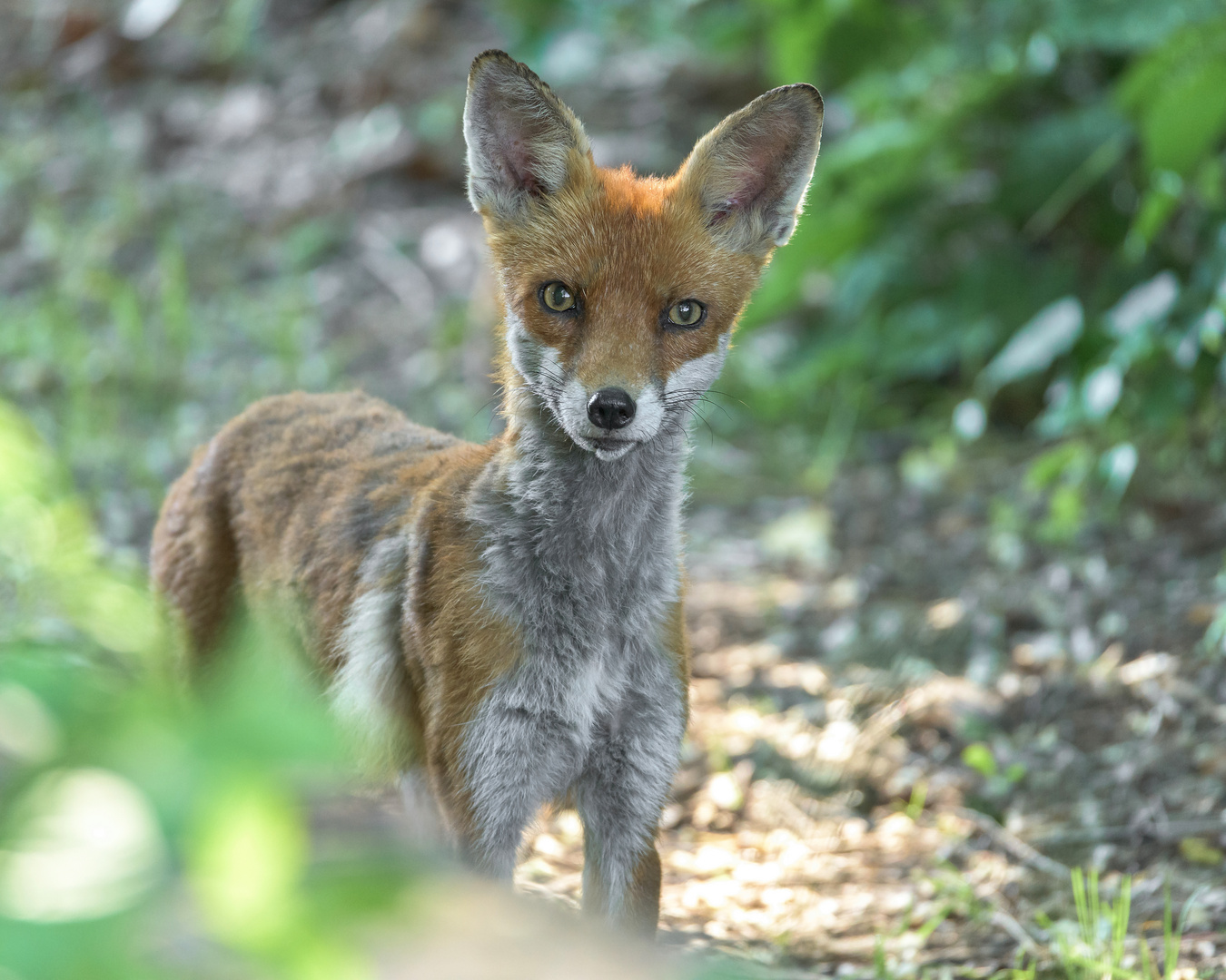 Der Rotfuchs (Vulpes vulpes)