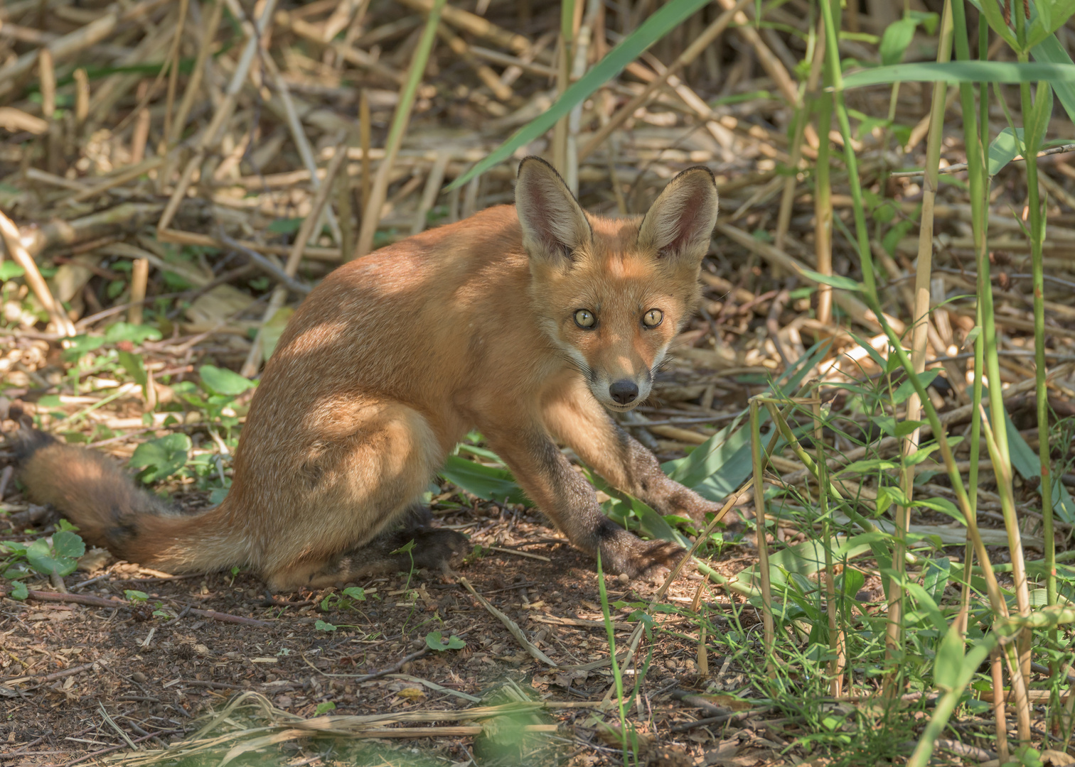 Der Rotfuchs (Vulpes vulpes)