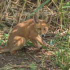 Der Rotfuchs (Vulpes vulpes)