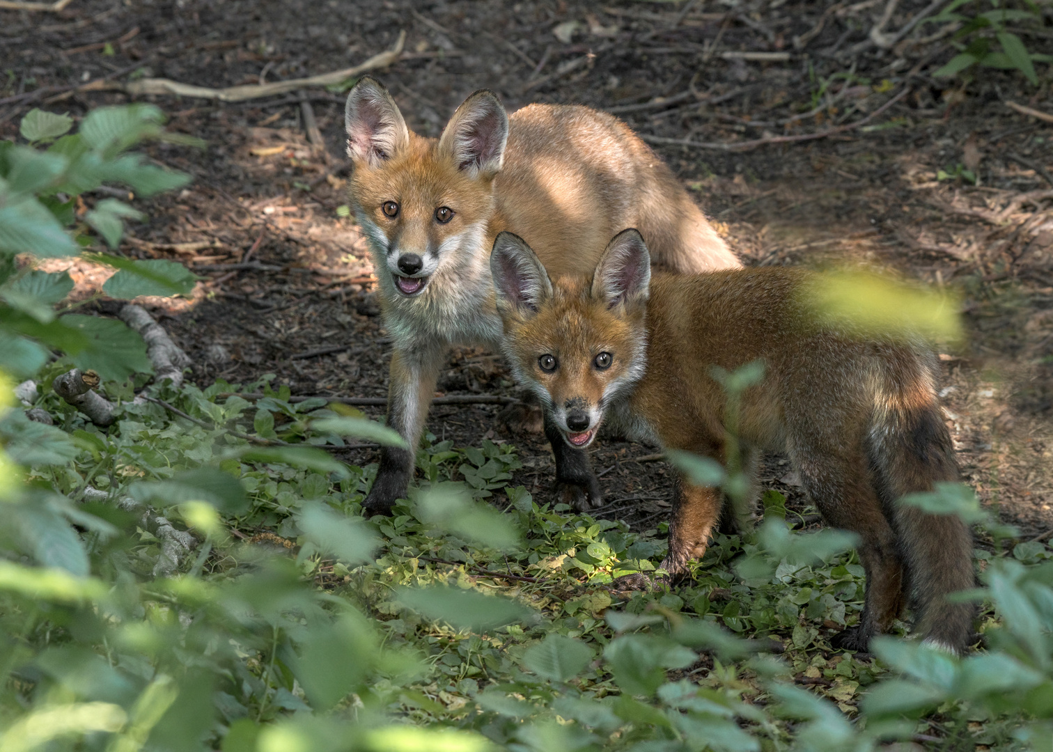 Der Rotfuchs (Vulpes vulpes)