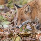 Der Rotfuchs (Vulpes vulpes)