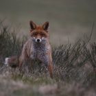 Der Rotfuchs (Vulpes vulpes)...