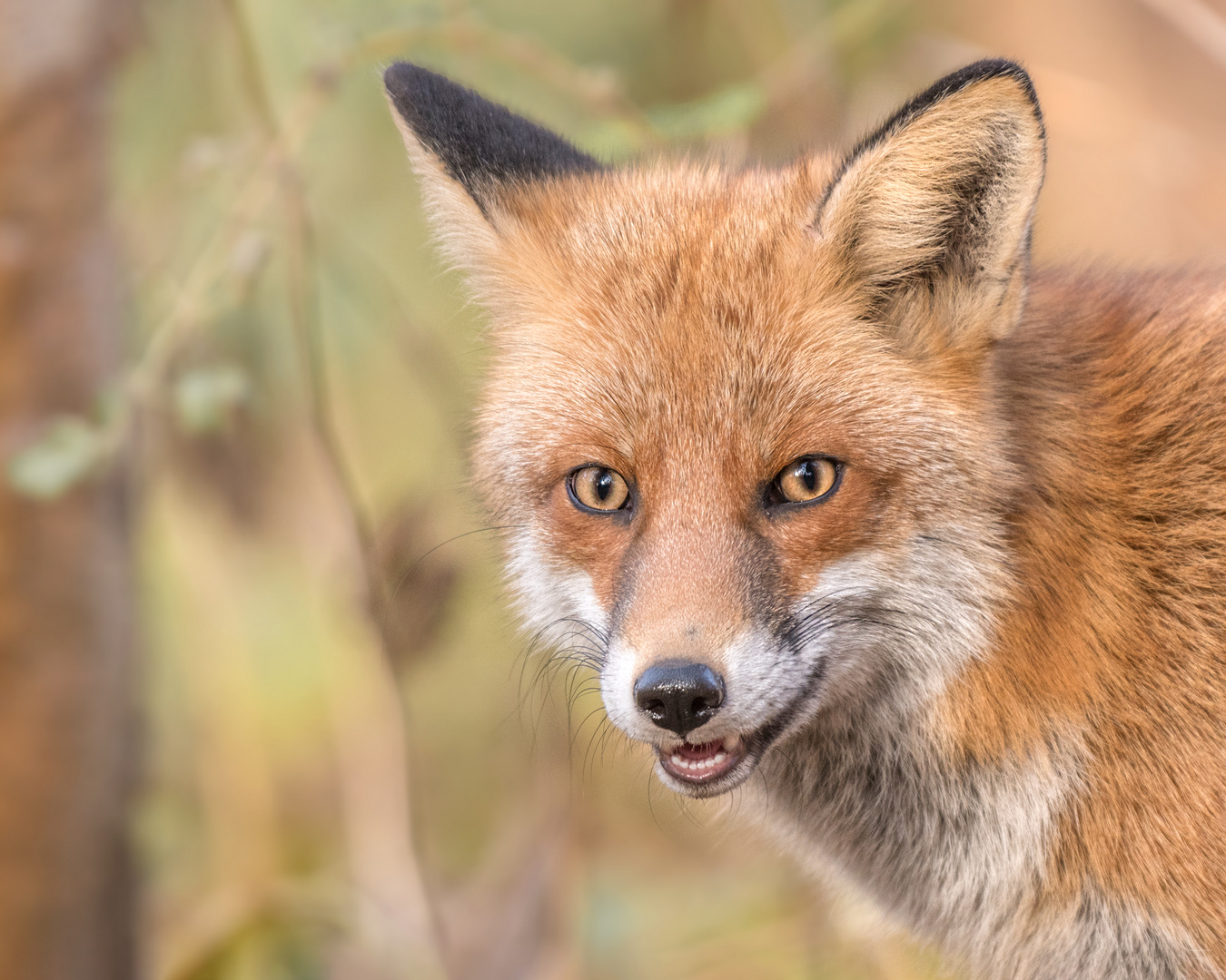 Der Rotfuchs (Vulpes vulpes)