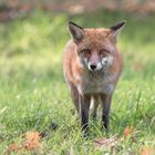 Der Rotfuchs (Vulpes vulpes)