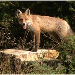 Der Rotfuchs (Vulpes vulpes)