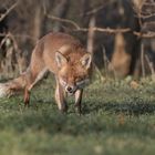 Der Rotfuchs (Vulpes vulpes)