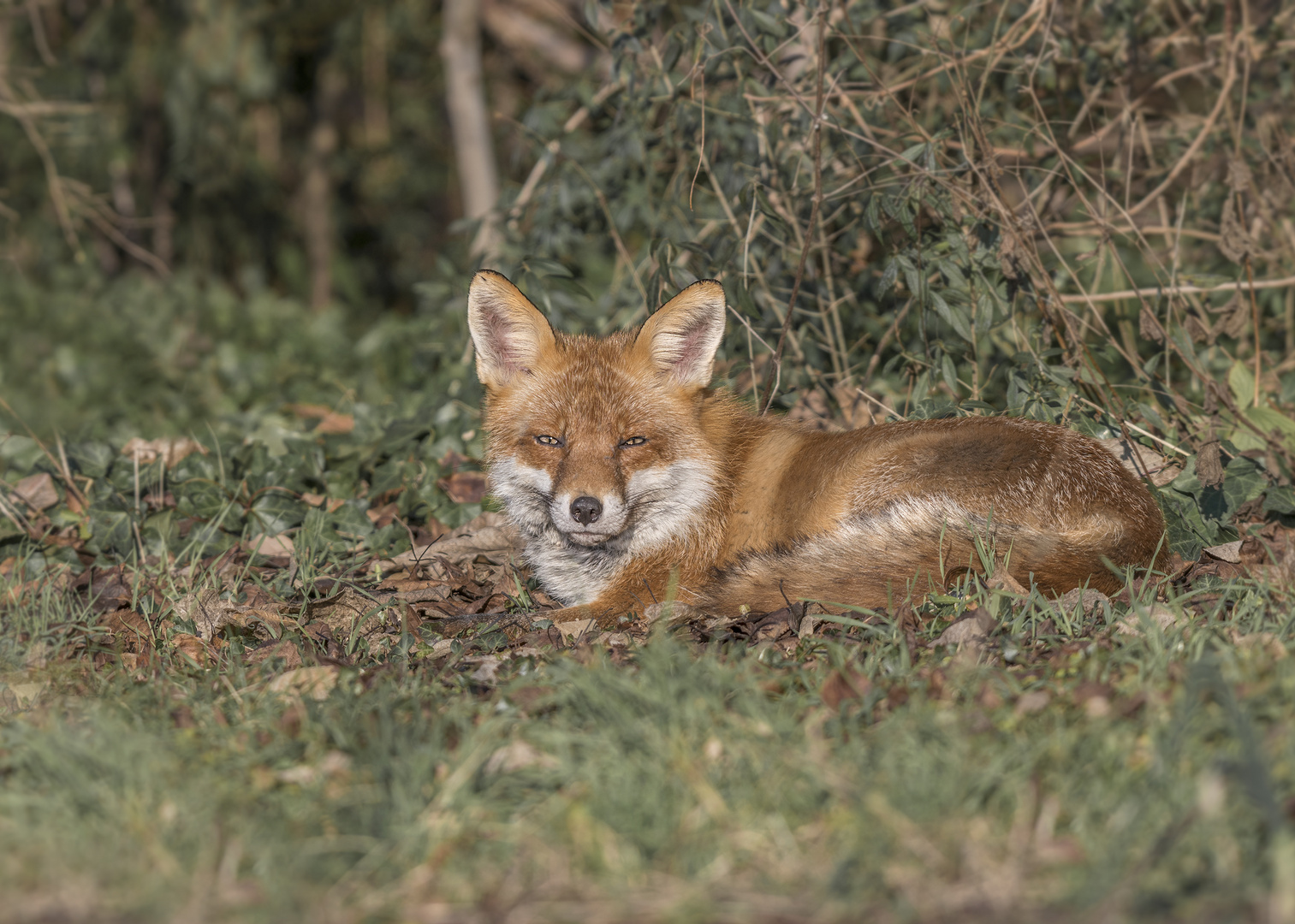 Der Rotfuchs (Vulpes vulpes)