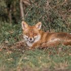 Der Rotfuchs (Vulpes vulpes)