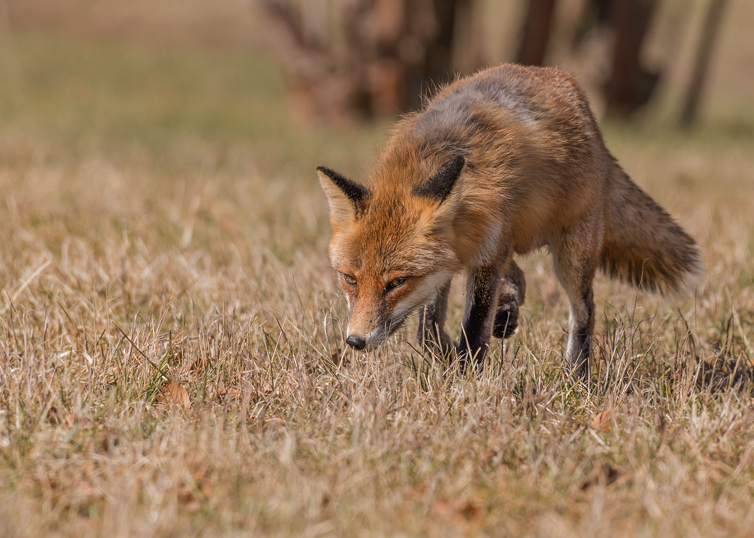 Der Rotfuchs (Vulpes vulpes)