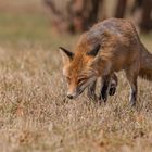 Der Rotfuchs (Vulpes vulpes)