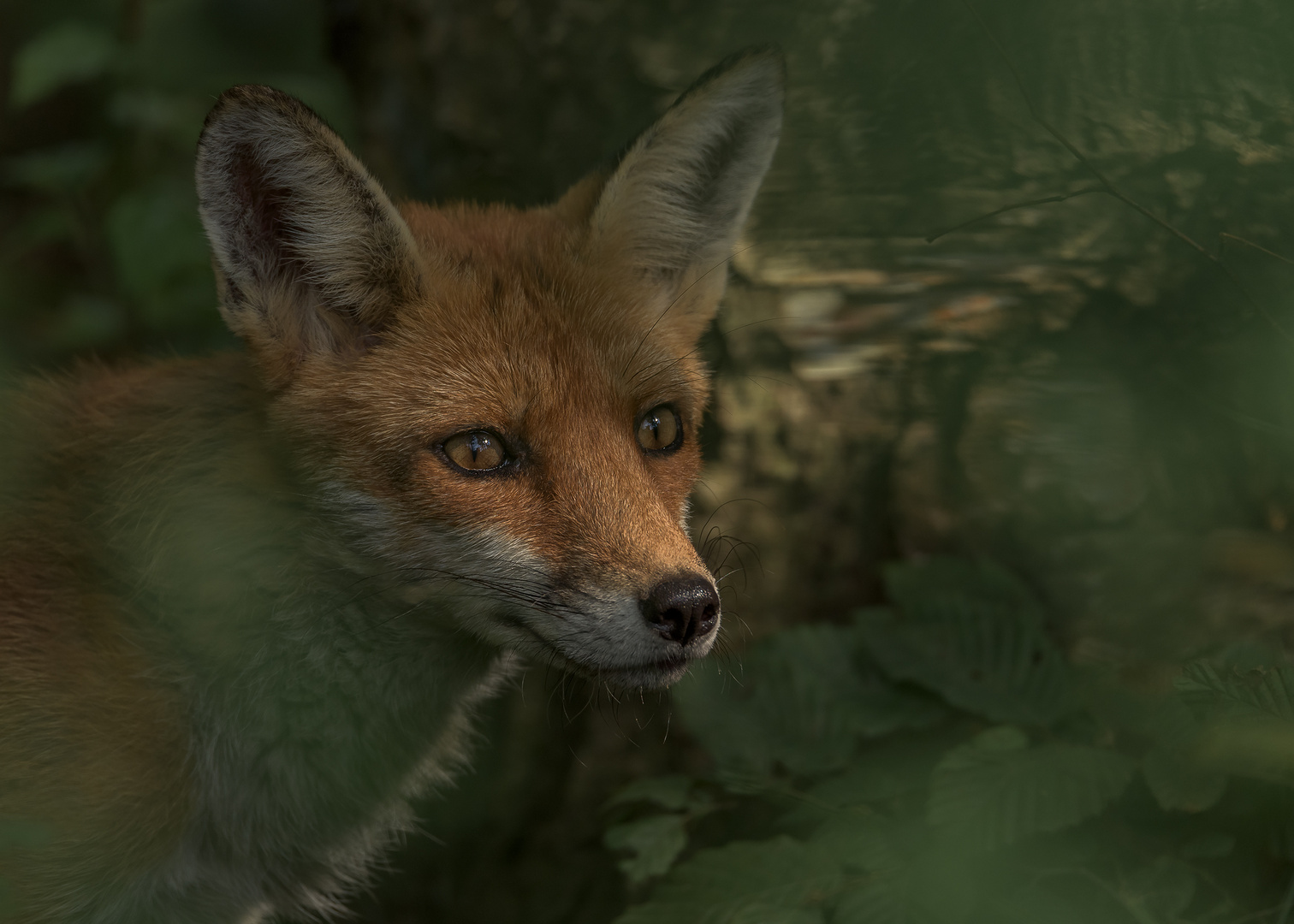 Der Rotfuchs (Vulpes vulpes)