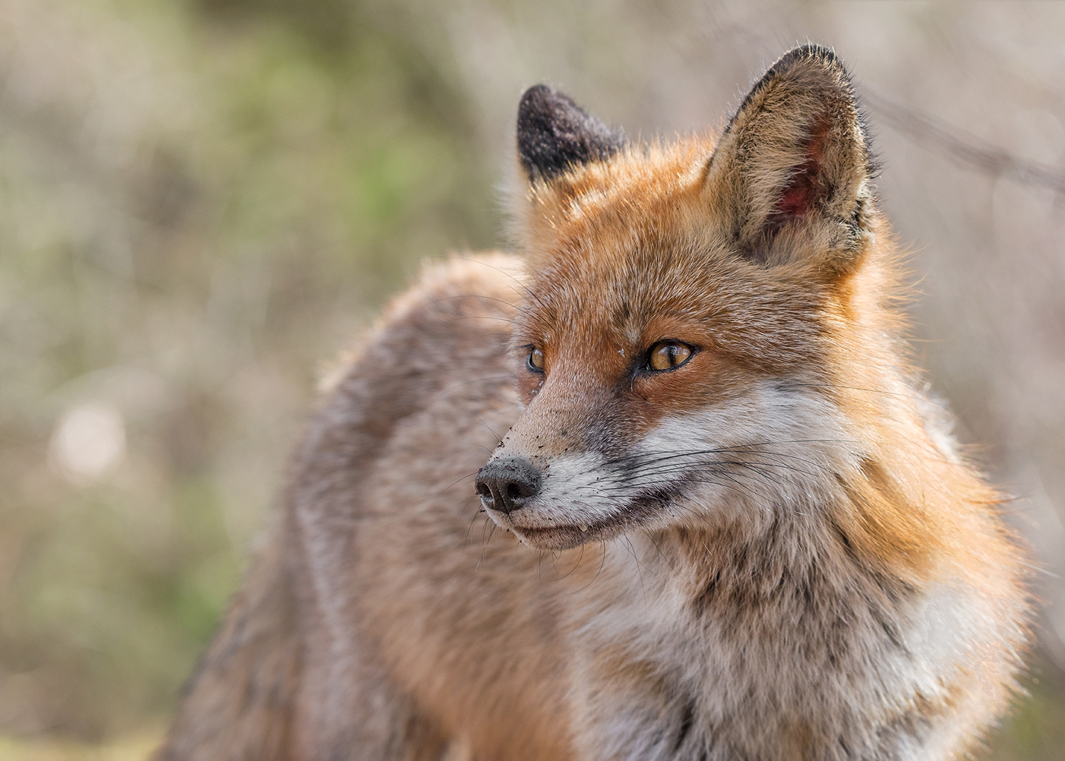 Der Rotfuchs (Vulpes vulpes)