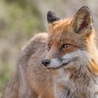 Der Rotfuchs (Vulpes vulpes)