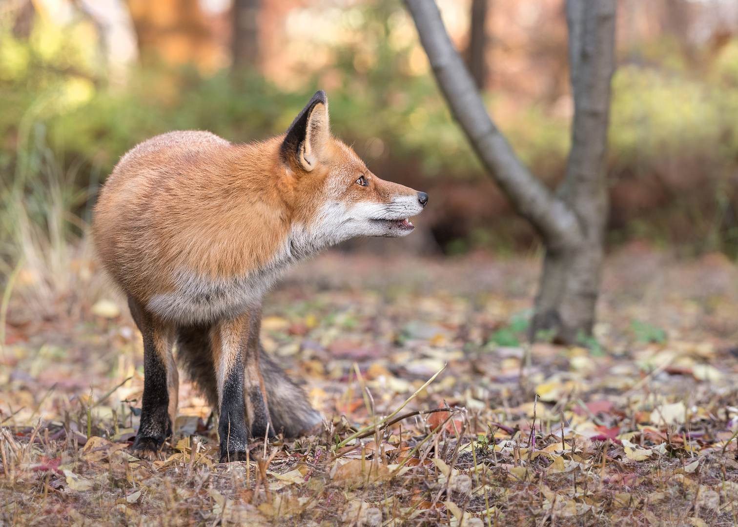 Der Rotfuchs (Vulpes vulpes)