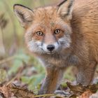 Der Rotfuchs (Vulpes vulpes)