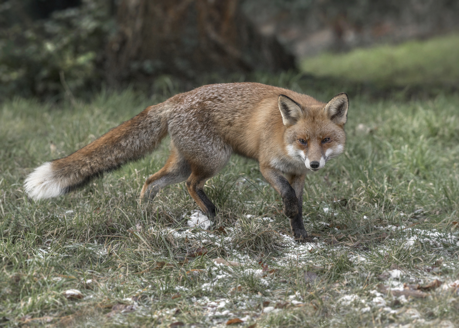 Der Rotfuchs (Vulpes vulpes)