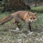 Der Rotfuchs (Vulpes vulpes)