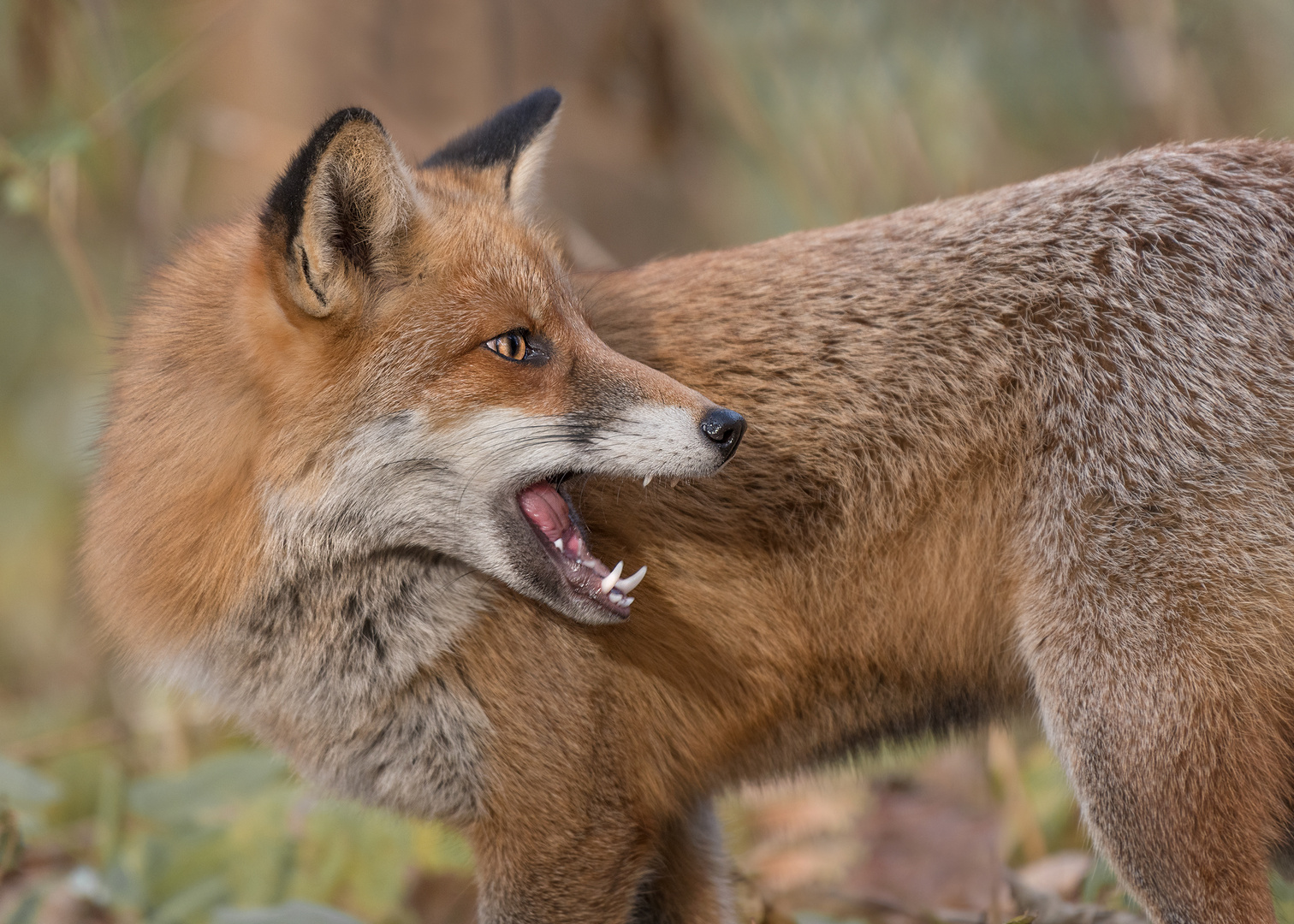 Der Rotfuchs (Vulpes vulpes)