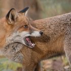 Der Rotfuchs (Vulpes vulpes)