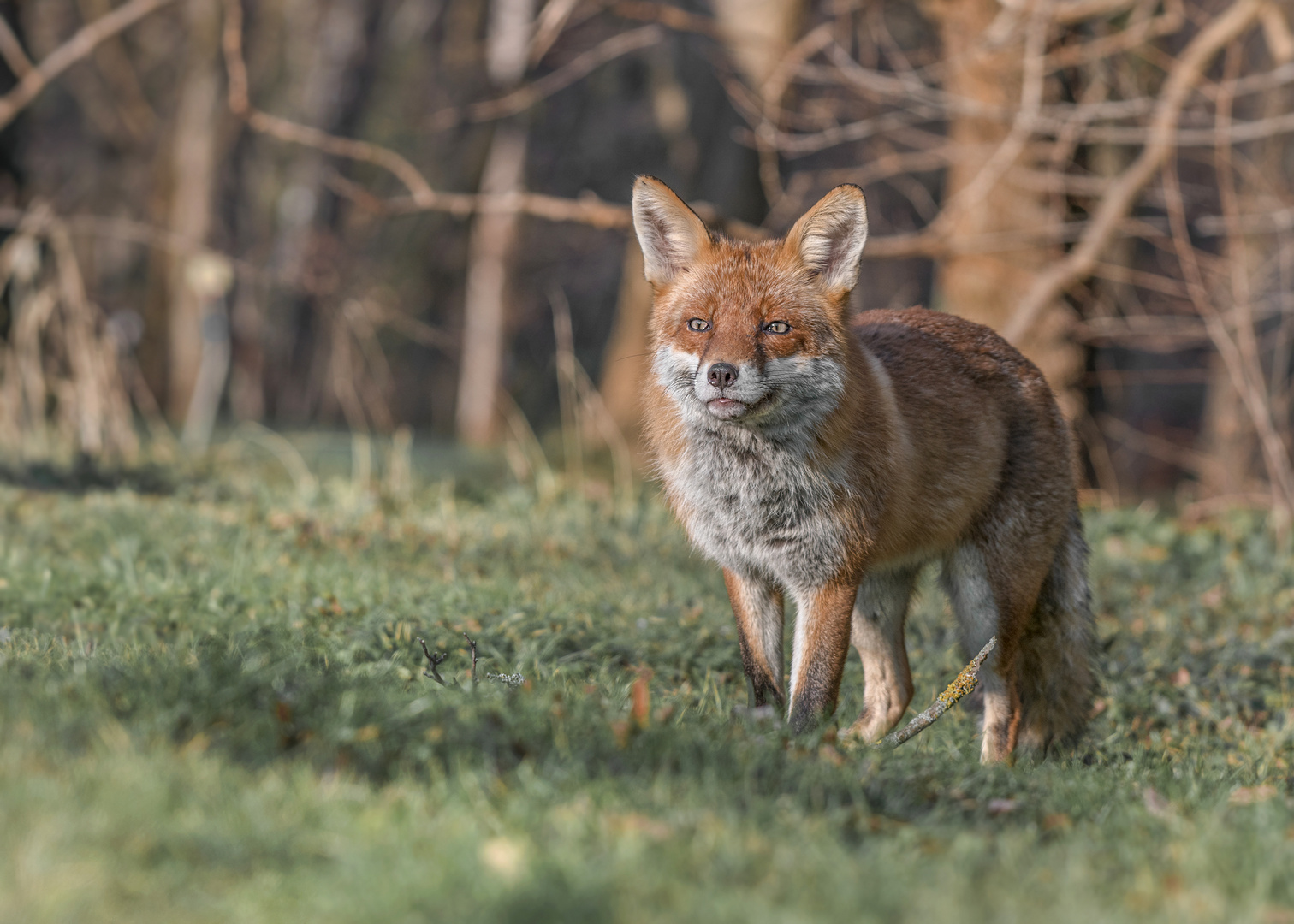 Der Rotfuchs (Vulpes vulpes)