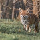 Der Rotfuchs (Vulpes vulpes)