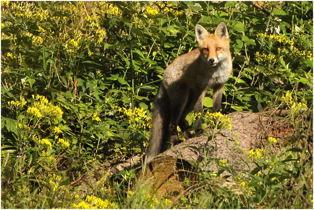 Der Rotfuchs (Vulpes vulpes) II ...