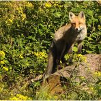 Der Rotfuchs (Vulpes vulpes) II ...