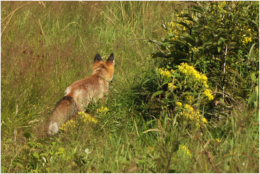 Der Rotfuchs (Vulpes vulpes) III ...