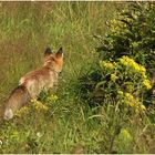 Der Rotfuchs (Vulpes vulpes) III ...