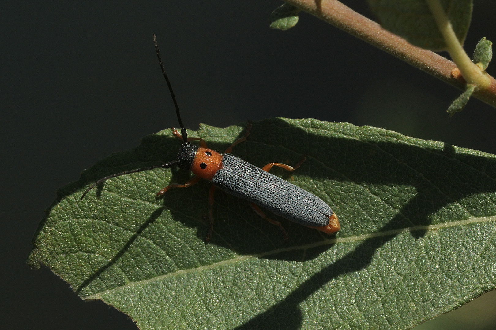 Der Rothalsige Weidenbock oder (Weiden-)Linienbock (Oberia oculata) ...