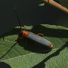 Der Rothalsige Weidenbock oder (Weiden-)Linienbock (Oberia oculata) ...