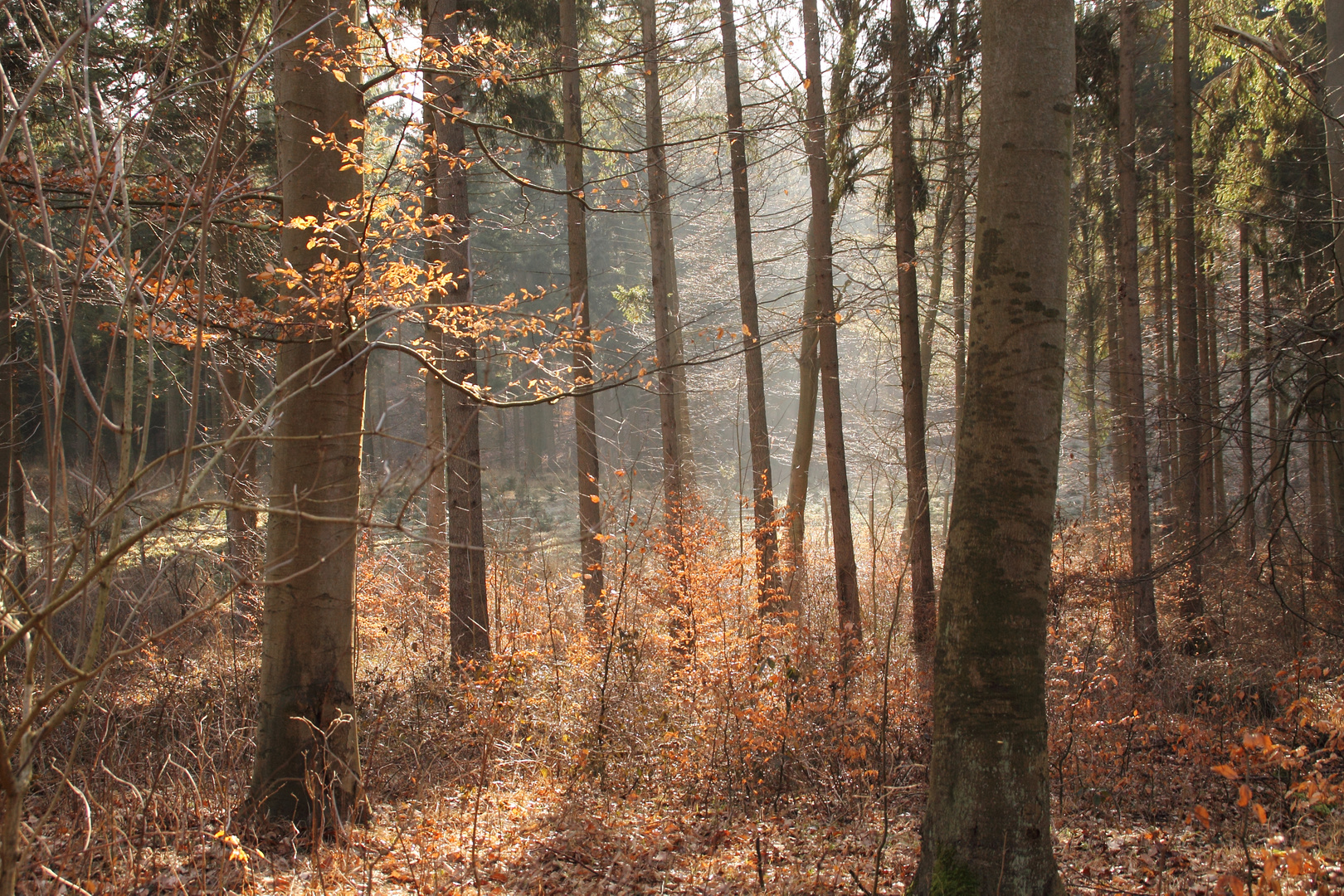 Der Rothemühler Wald