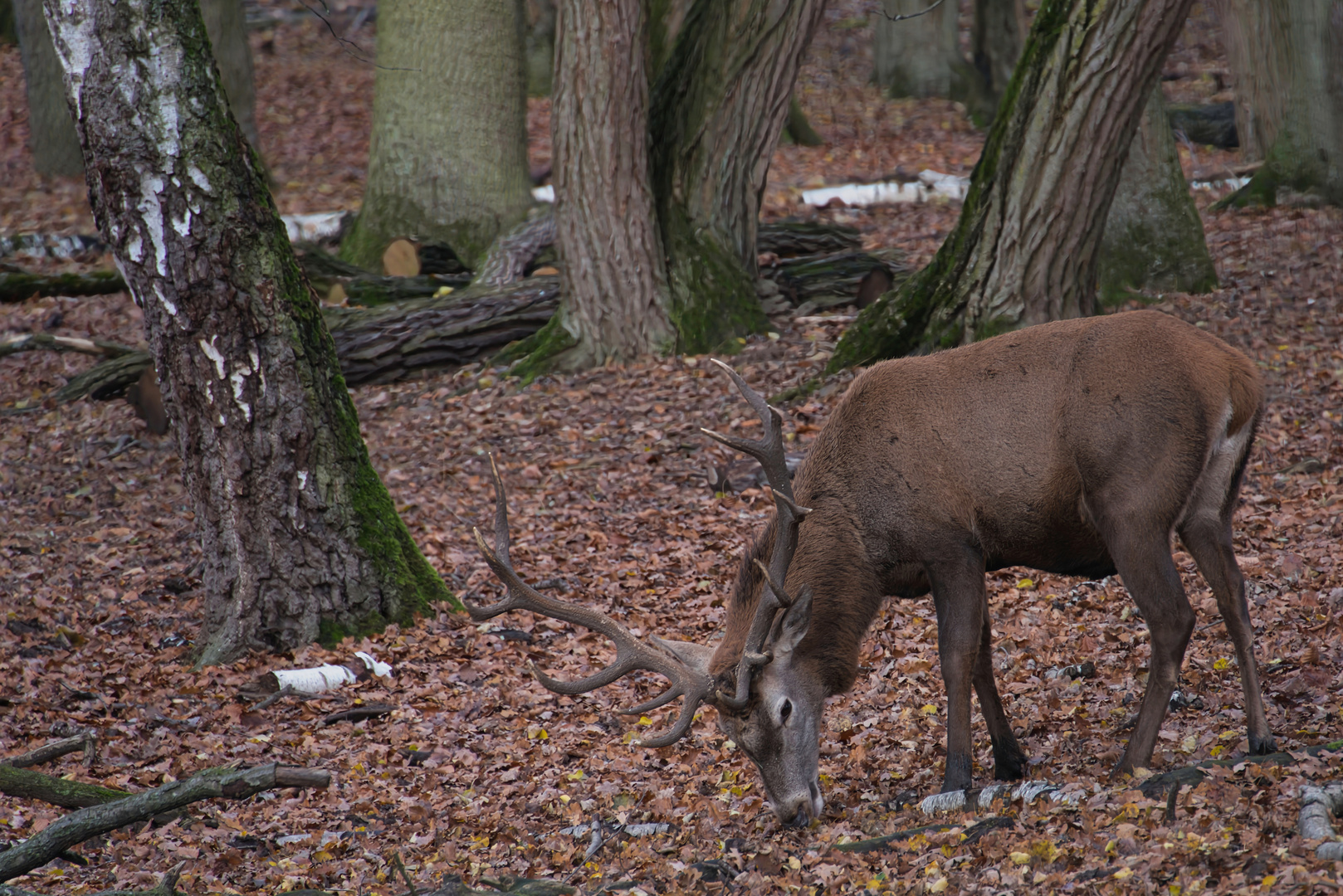 Der Rothirsch 